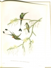 Exotische Vogel 20/24